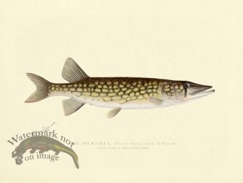 Pickerel - from Massachusetts